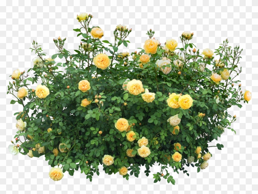 Rose Flower Tree Png Clipart