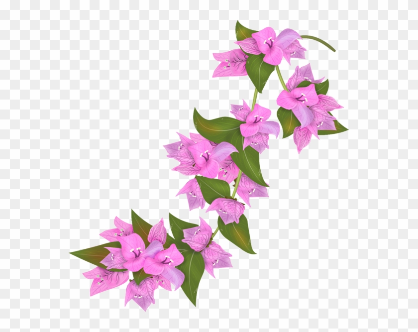 Bougainvillea Flowers, Vector - Bougainvillea Drawing Clipart