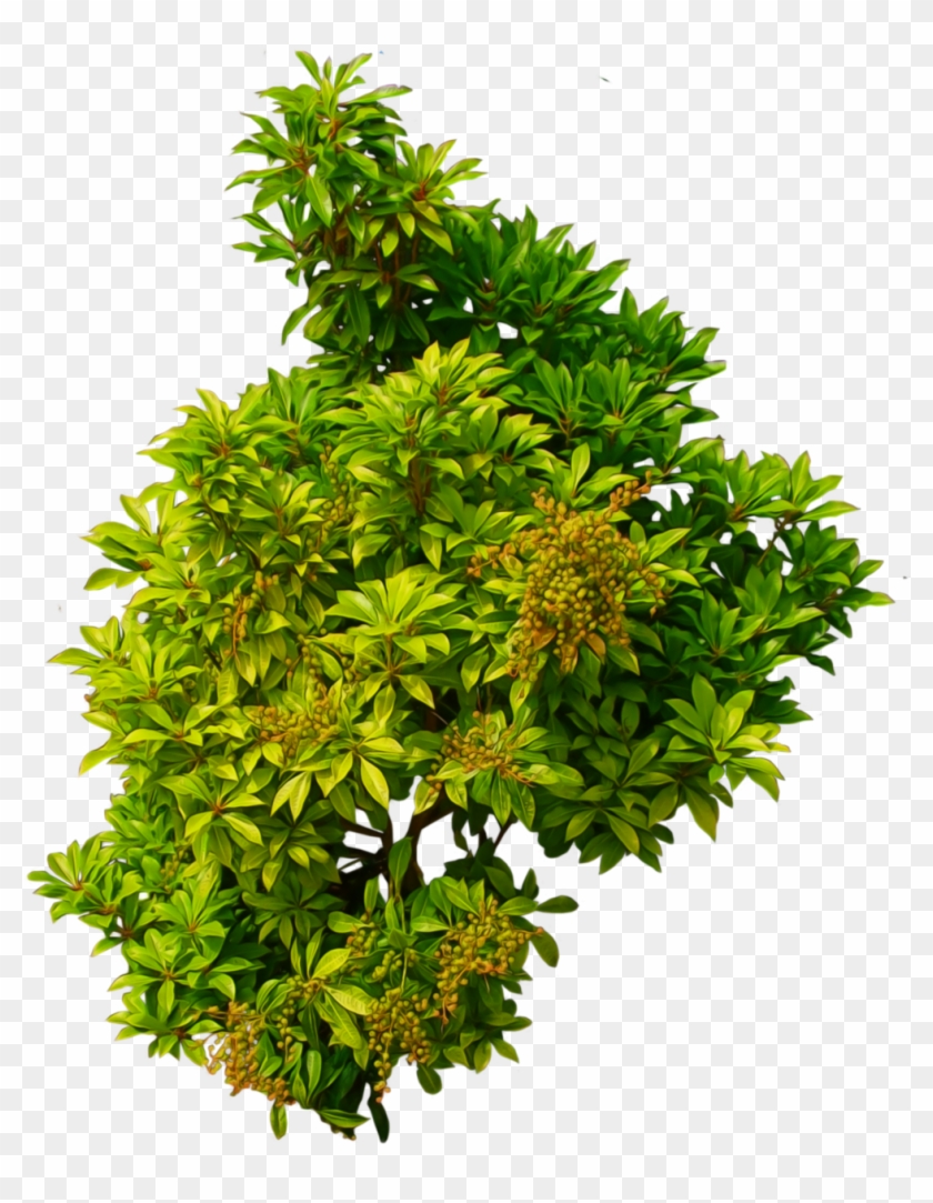 This High Quality Free Png Image Without Any Background - Plants Top View Png Clipart #15369
