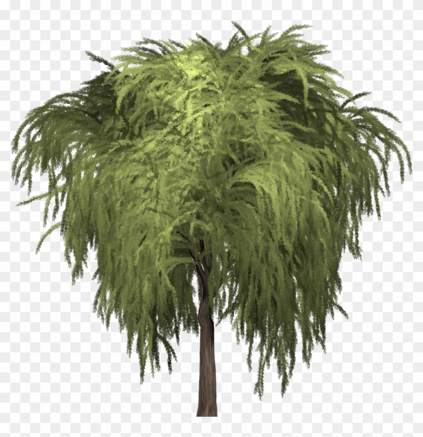 Some Willows Are Low-growing Or Creeping Shrubs - Pond Pine Clipart #15462