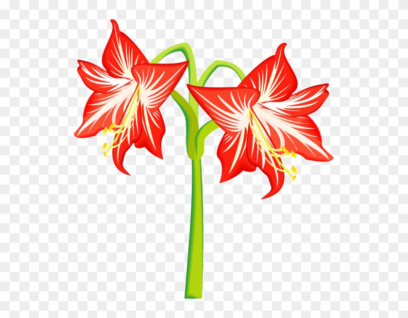Flower Vector - Hippeastrum Clipart #15752