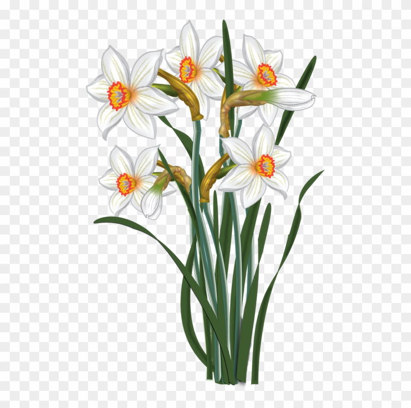 Flowers - Vector Narcissus - Narcissus Flower Vector Clipart #15773