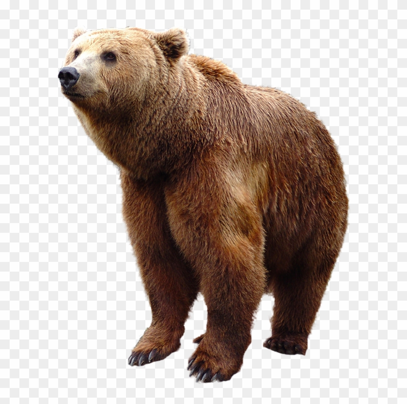 Grizzly Bear Standing Png Image - Bear Png Clipart