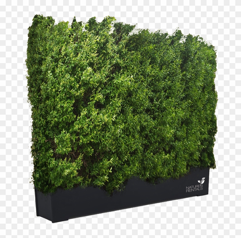 Get Hedges Png - Green Wall Photoshop Png Clipart #15865