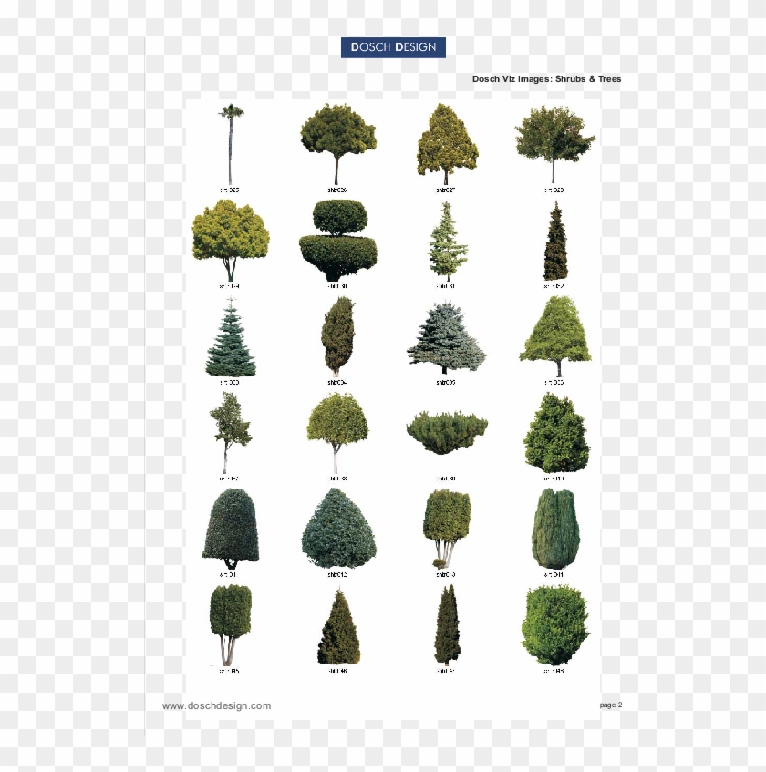 Attractive Quantity Discounts Up To Are Displayed Alberi In Pianta Photoshop Clipart 153 Pikpng