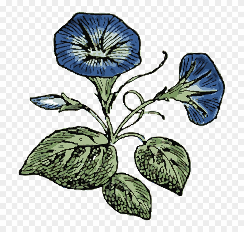 Flower, Flowers, Plant, Morning, Glory, Nature - Sketches Of Morning Glories Clipart #15914