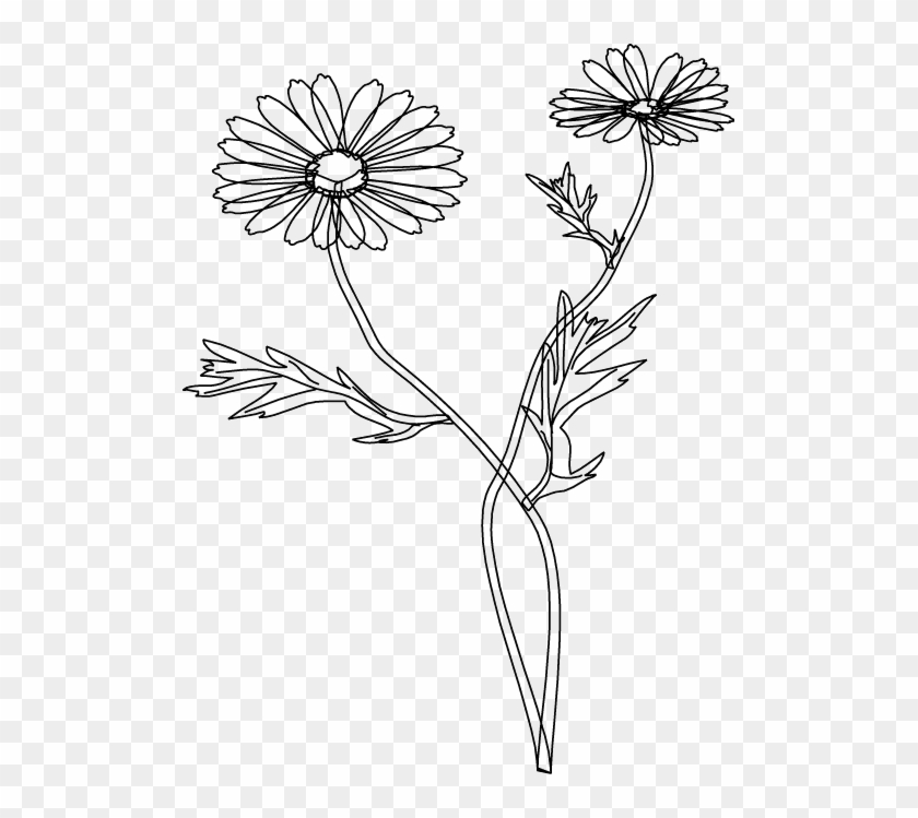 Stoke Flower Vector - Chamomile Clipart