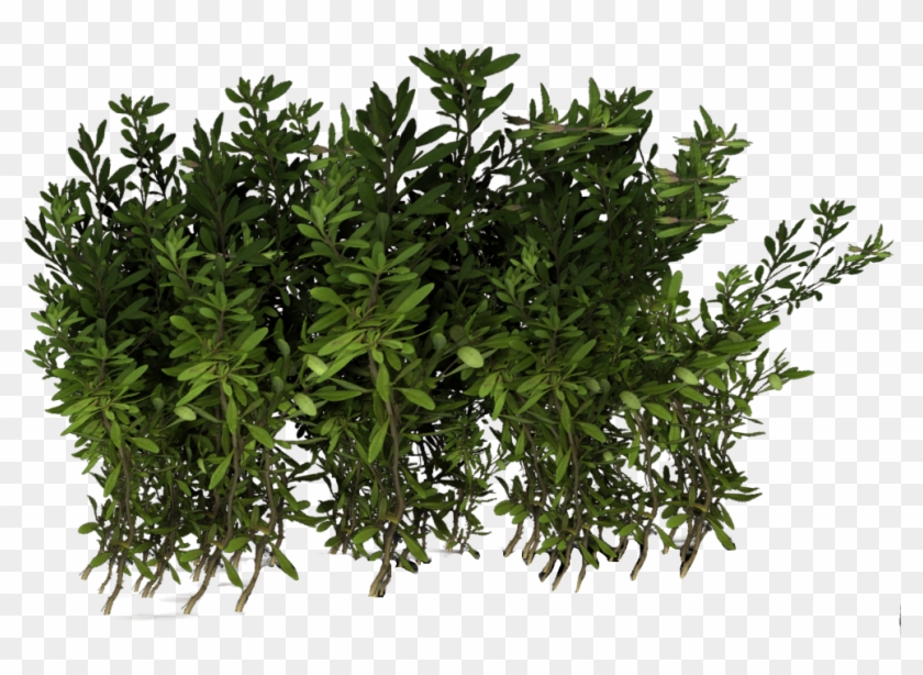 Plants Pack Deviantart Clipart