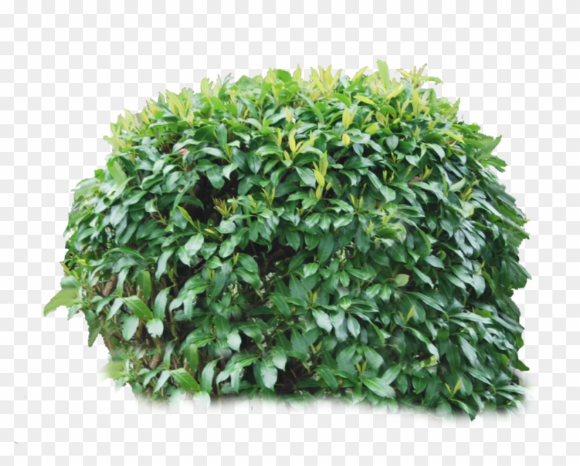 Transparent Background Bushes Png Clipart #16112
