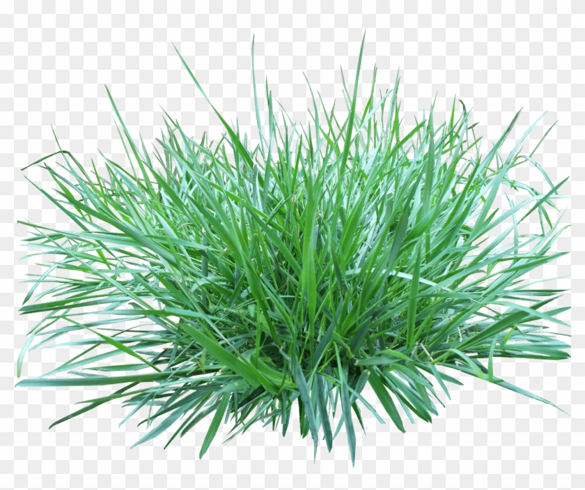 Nature - Ornamental Grass Png Clipart