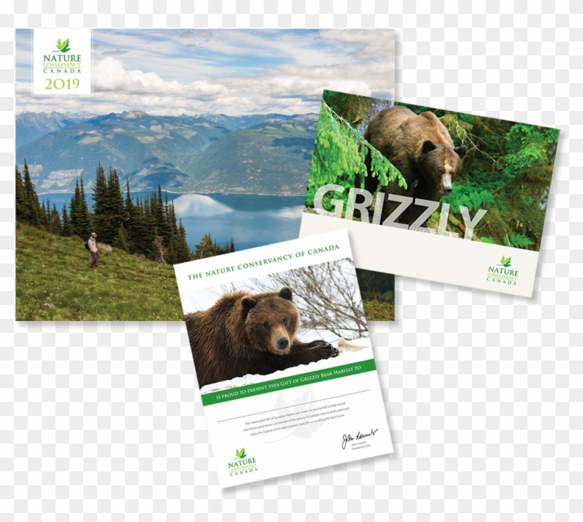 Grizzly Bear , Png Download Clipart #16275