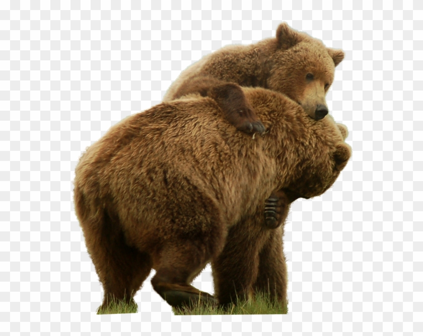 Grizzly Bear Standing Png Image - Grizzly Bear No Background Clipart