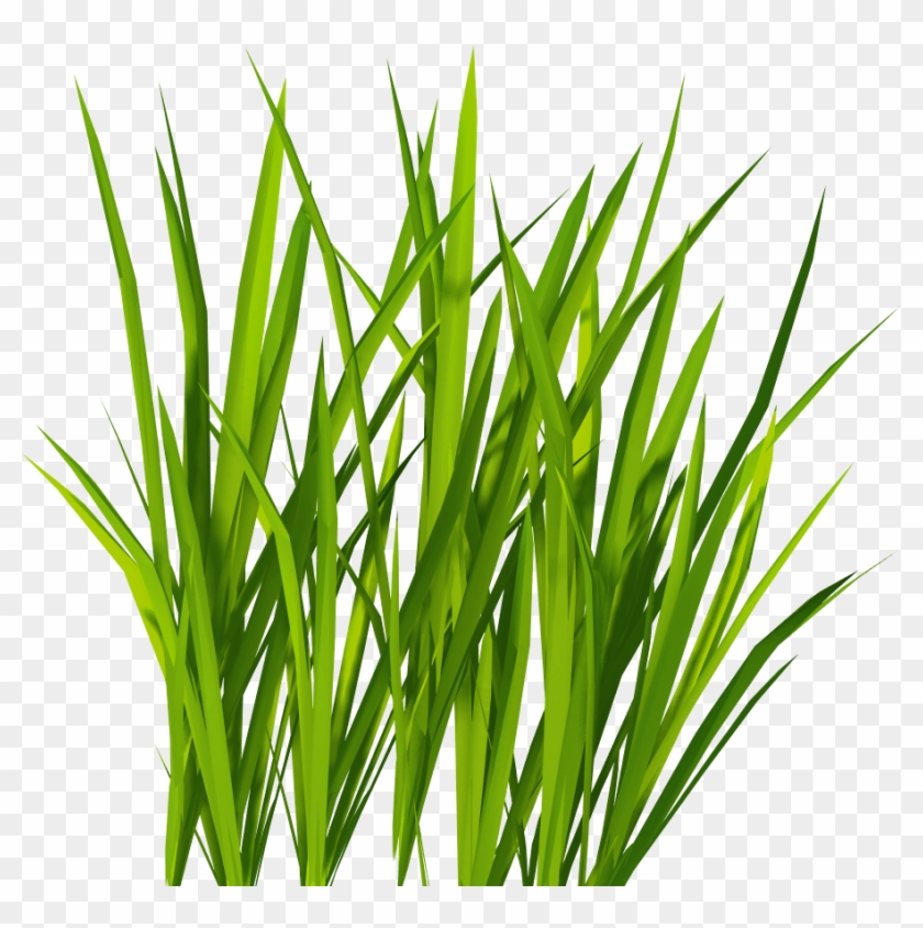 Green Grass Png Clipart #16369