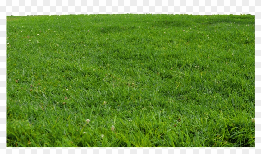Grass Transparent - Grass Png For Photoshop Clipart