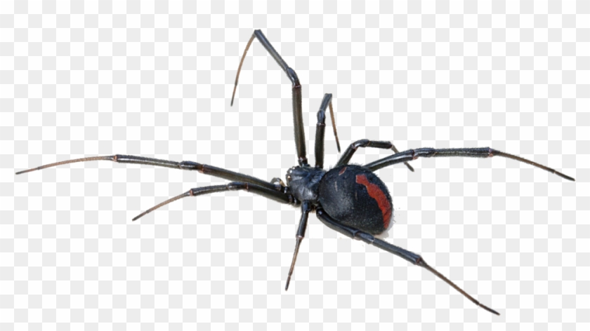 Download Black Widow Spider Transparent Background - Red Back Spider Oman Clipart #16551