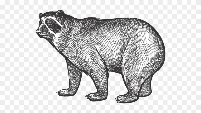 Bear - Ciclo Circadiano Animales Clipart #16662