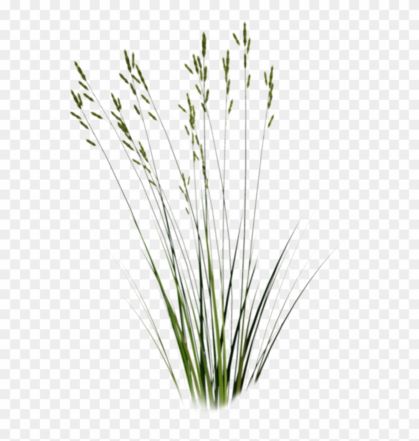 Long Grass Png - Tall Grass Cut Out Clipart