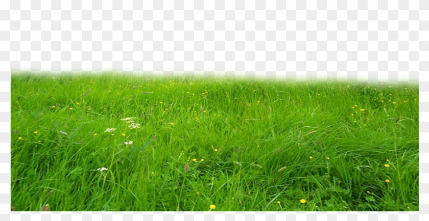 Round Cut Png Grass Images With Center Water - Grass Landscape Png Clipart #16747