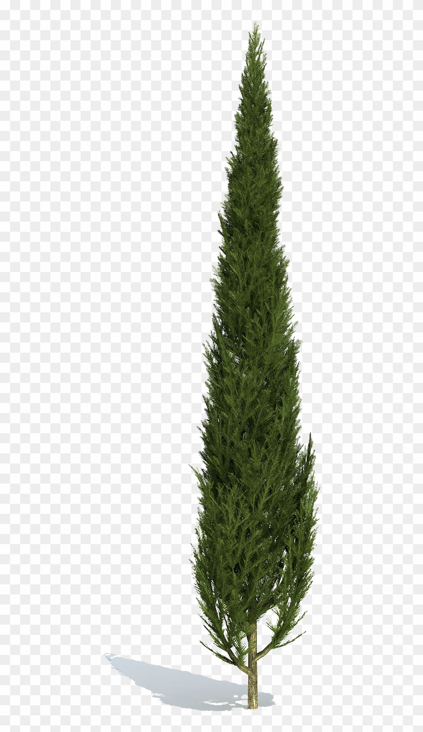 Cutout Plant Shrub - Cypress Tree Png Clipart