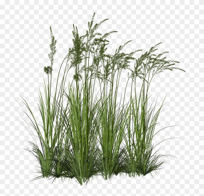 Long Grass Png Image Background - Tall Grass Png Clipart #17265