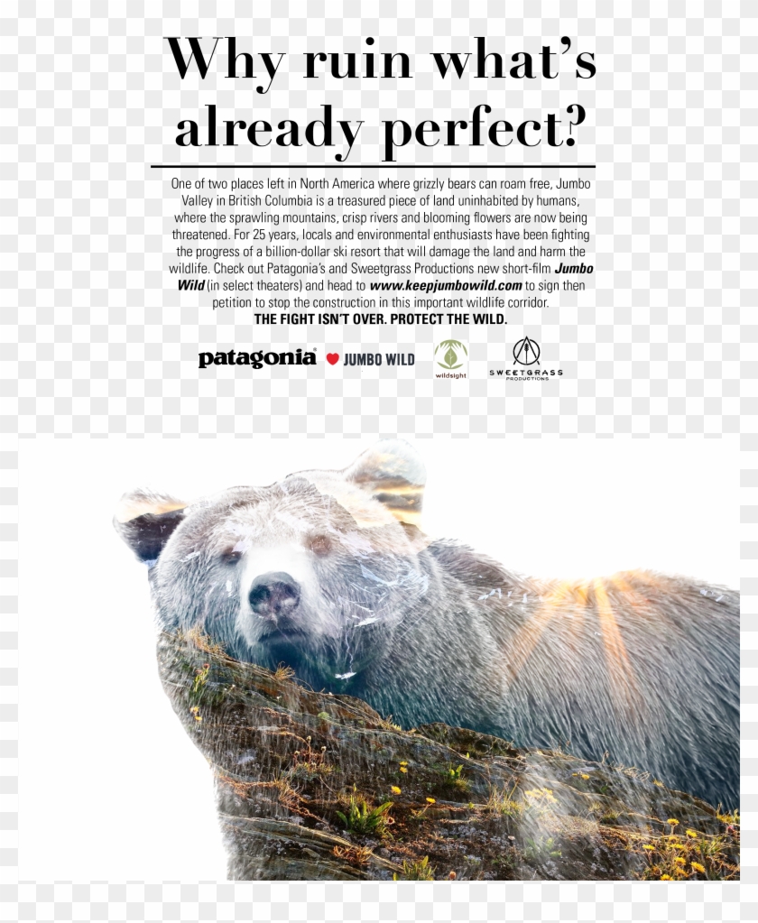 Grizzly Bear - Patagonia Print Advertising Clipart