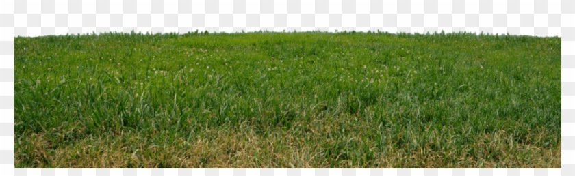 Free Png Download Grass Png Images Background Png Images - Grass Transparent Png Free Clipart