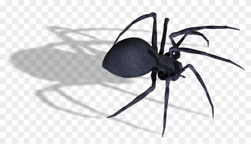 Download - Transparent Black Widow Spider Clipart #17347