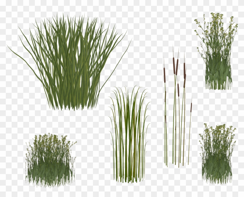 Grasses Png - Grass Clipart