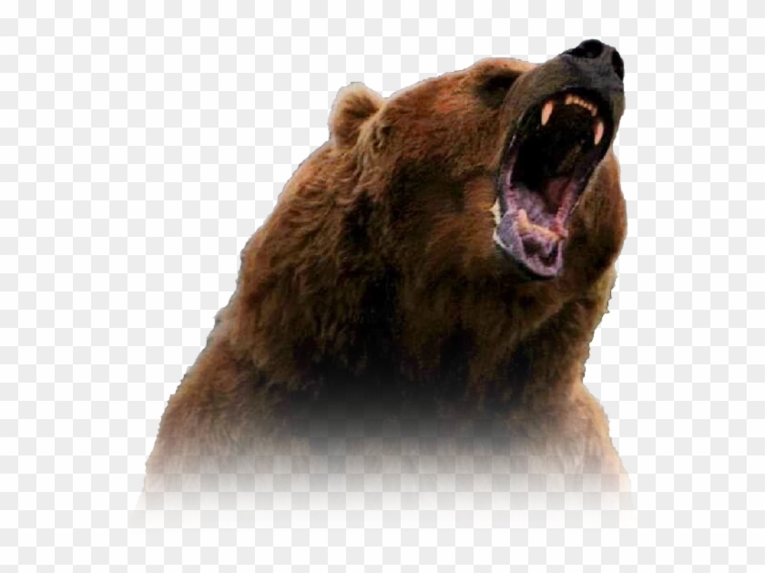 Grizzly Bear Clipart #17390