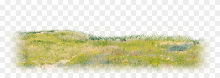 Long Grass Png Clipart