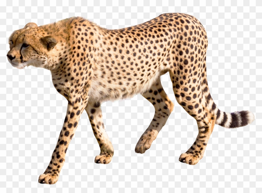Share This Article - Transparent Cheetah Png Clipart