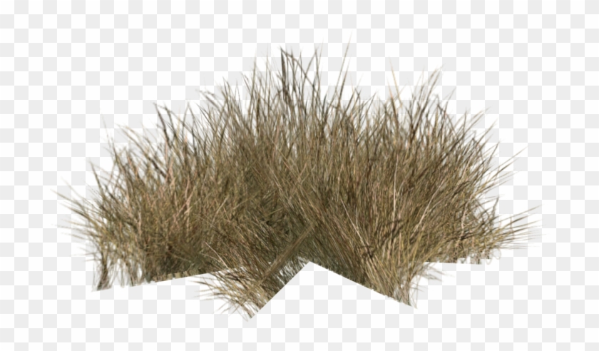 Grass Clipart