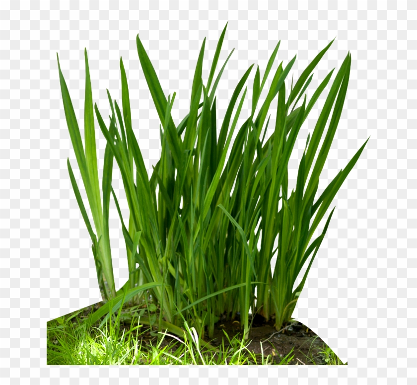 Fountain Grass Png Download Clipart