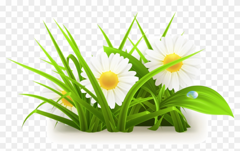 Common Daisy Flowers - Grass & Flower Png Clipart #18041