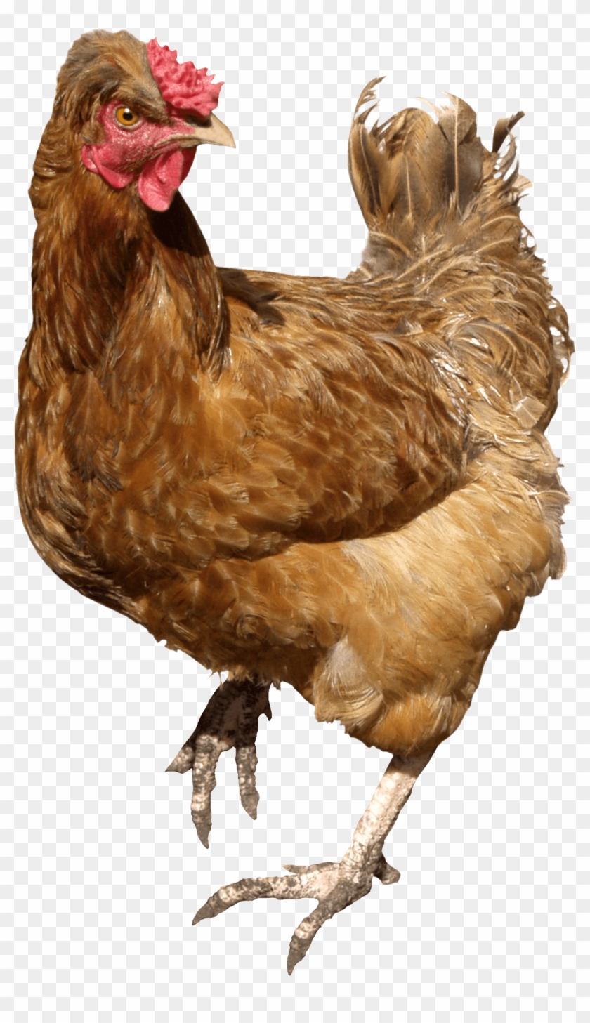 Chicken Brown Walking - Chicken Png Clipart #18121