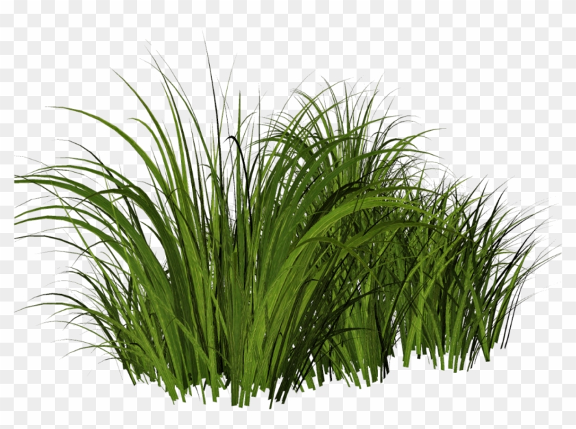 Free Tall Grass Png Clipart #18438