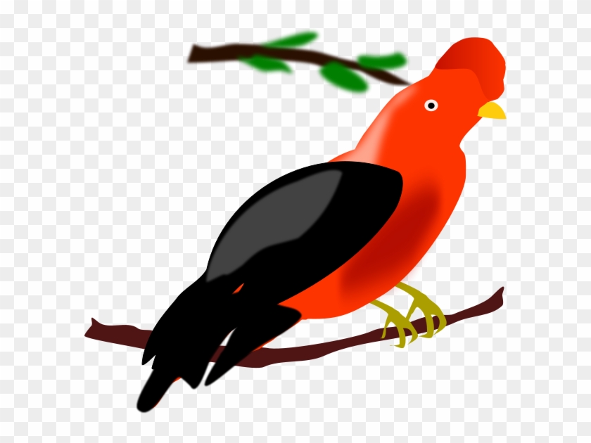 Andean Cock Of The Rock Png Images 600 X Clipart #19166