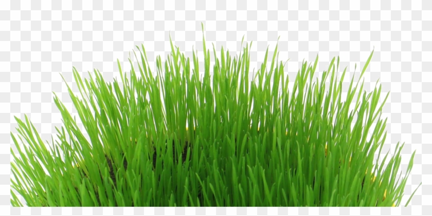 Easter Grass Download Transparent Png Image - Sweet Grass Clipart #19209