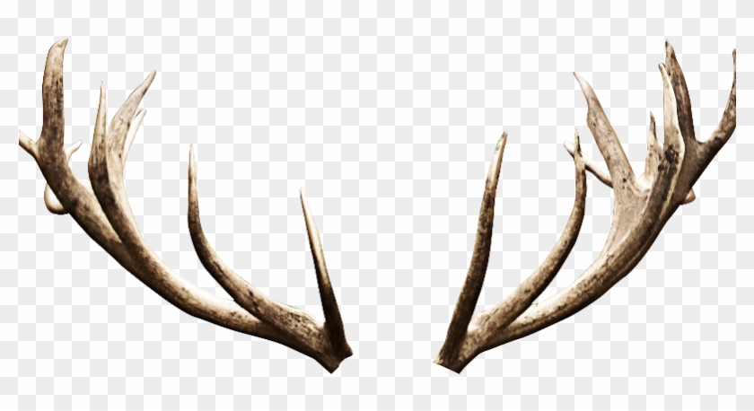 Deer Antlers Horns Png Image - Deer Horns Png Clipart #19257