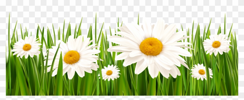 Grass - Hd White Flowers Png Clipart #19274