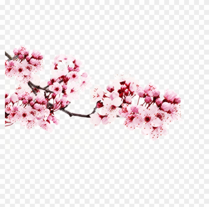 Japanese Flowers Transparent Background Clipart