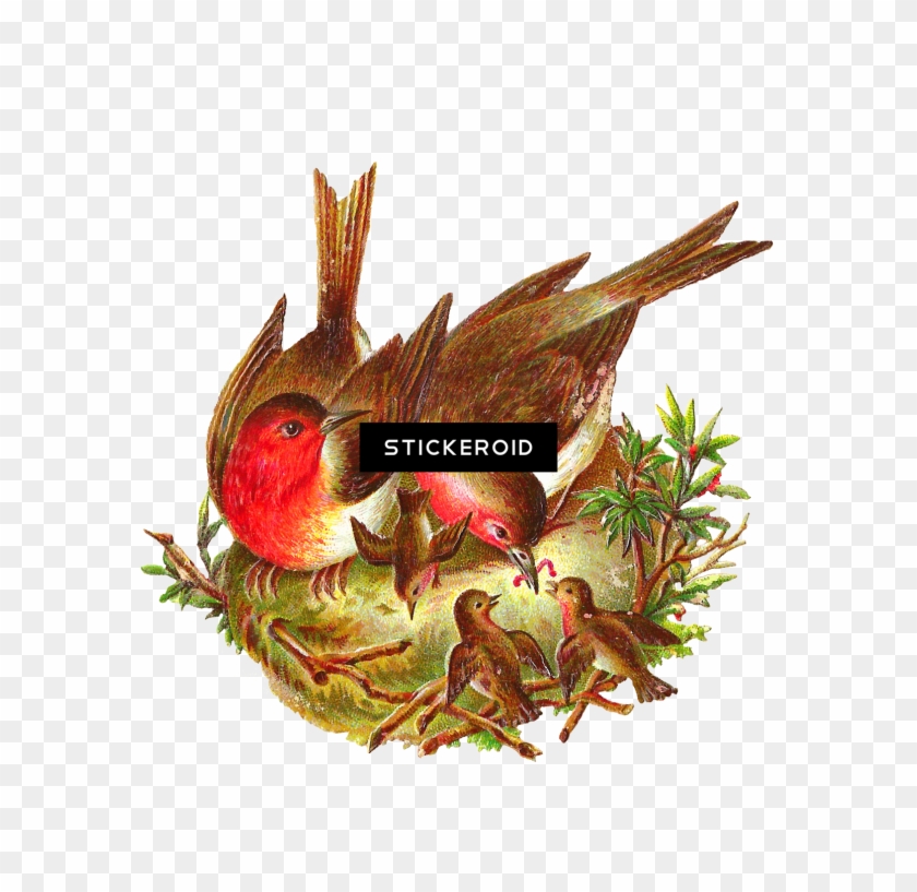 Nest Pic - Bird Clipart