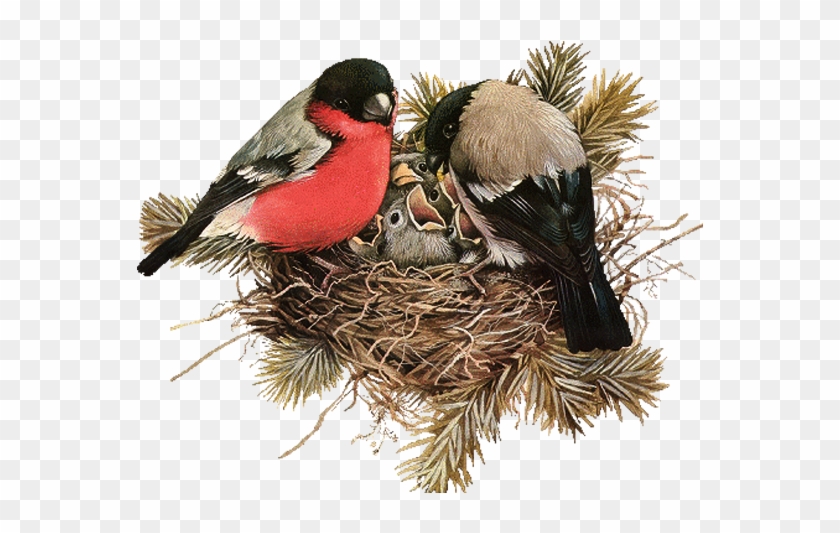 Nest Png File Download Free - Bird Clipart #19953