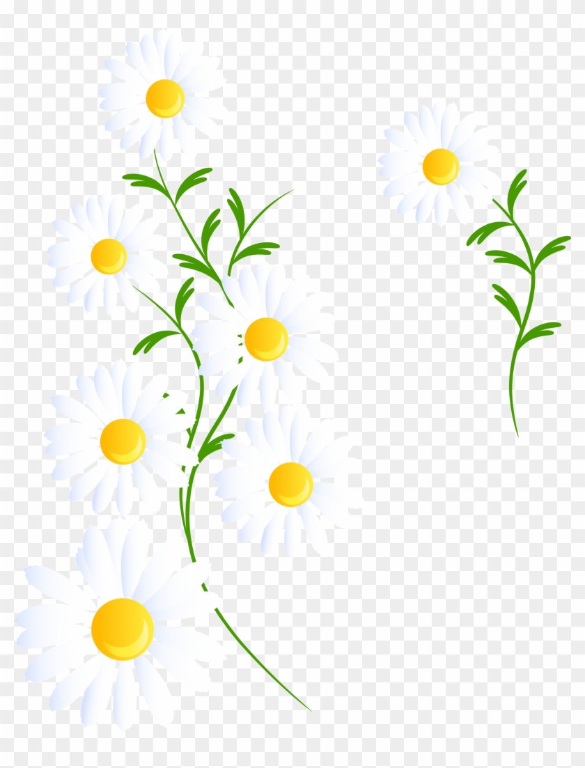 Transparent White Daisies Decoration Png Clipart - White Daisies Clipart Png #100068