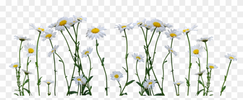 Daisies Png - รูป ตกแต่ง Png Clipart #100366