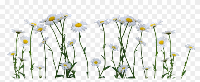 Daisies Png - รูป ตกแต่ง Png Clipart