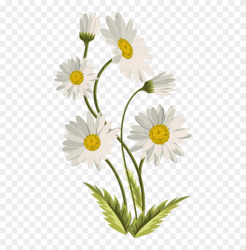 Free Png Download Daisies Transparent Png Images Background - Daisies Transparent Clipart