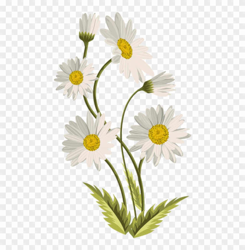 Free Png Download Daisies Transparent Png Images Background - Daisies Transparent Clipart #100749