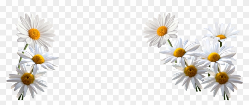 Http - //www - Stronge - Org - - Oxeye Daisy Clipart #100873
