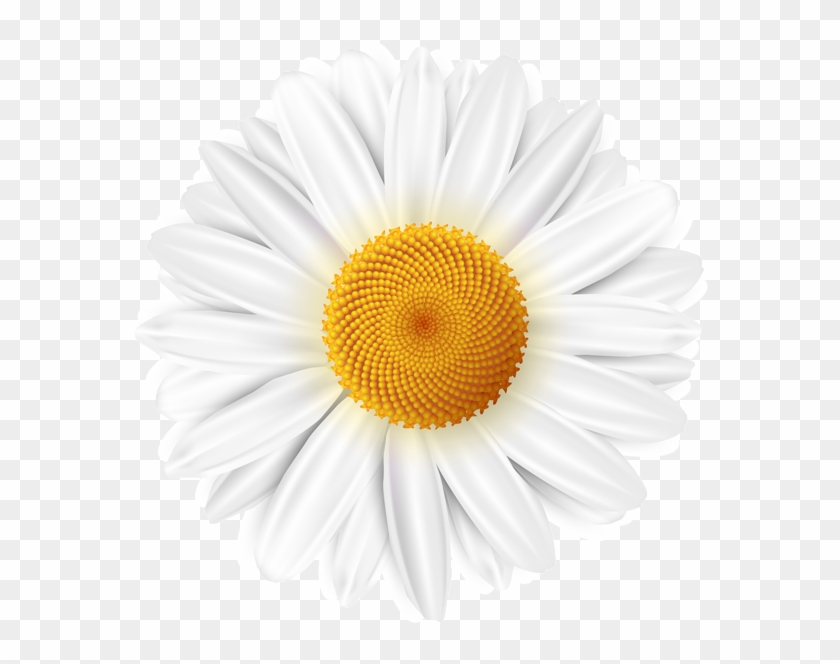 Art Images, Flower Power, Daisy, Clip Art, Art Pictures, - White Daisy Png Transparent Png #101013